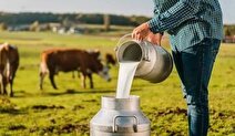 لبنیات سنتی بخوریم یا پاستوریزه