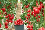 گلخانه‌های طلایی/ جادوی سبز شدن در مزرعه‌های فردا