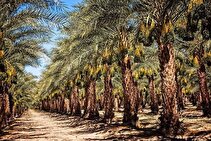 زوائد خرما/ کلید حفظ ۶ میلیون دلار ارز ملی