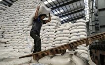 برنح همچنان گران است + قیمت انواع برنج ایرانی