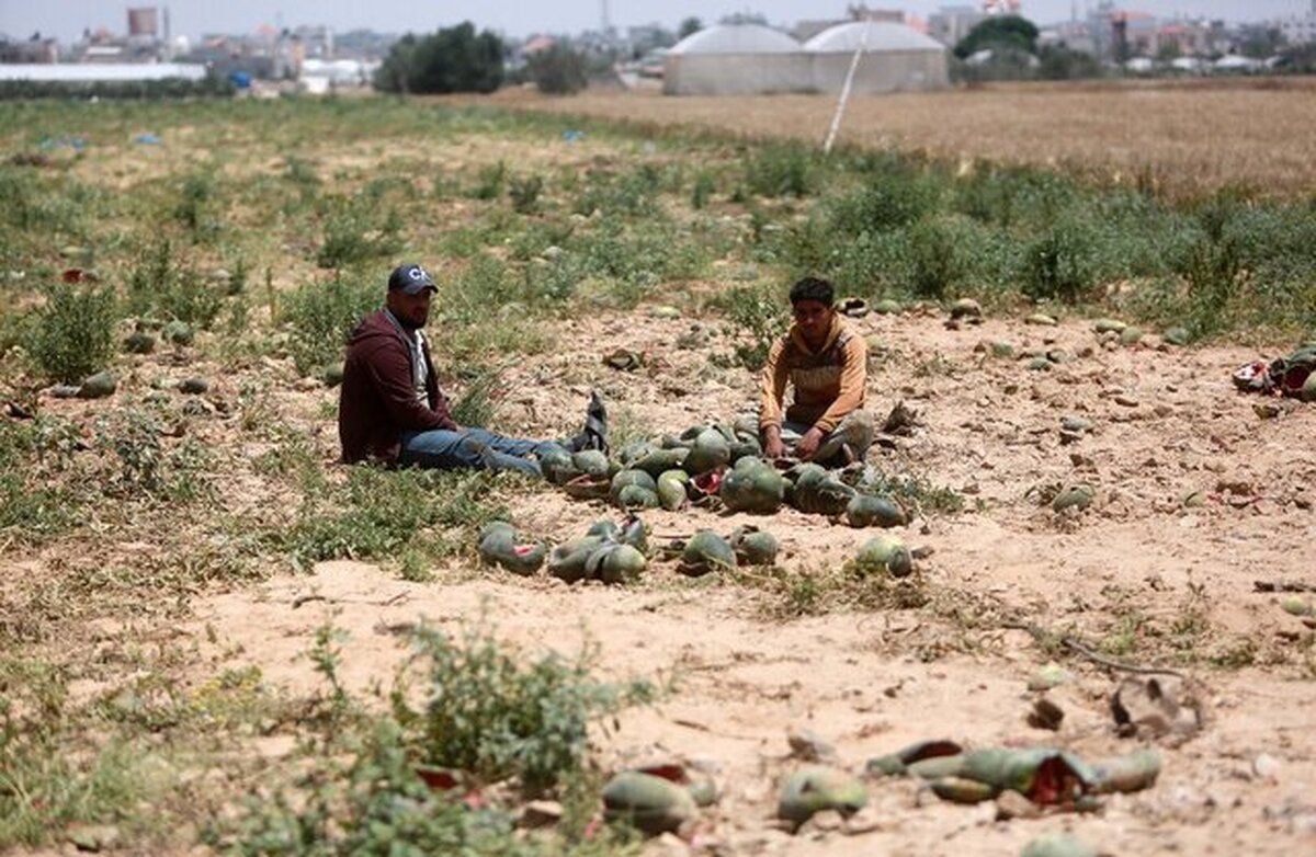 فائو: تنها ۴ درصد از اراضی غزه قابل کشت باقی مانده است