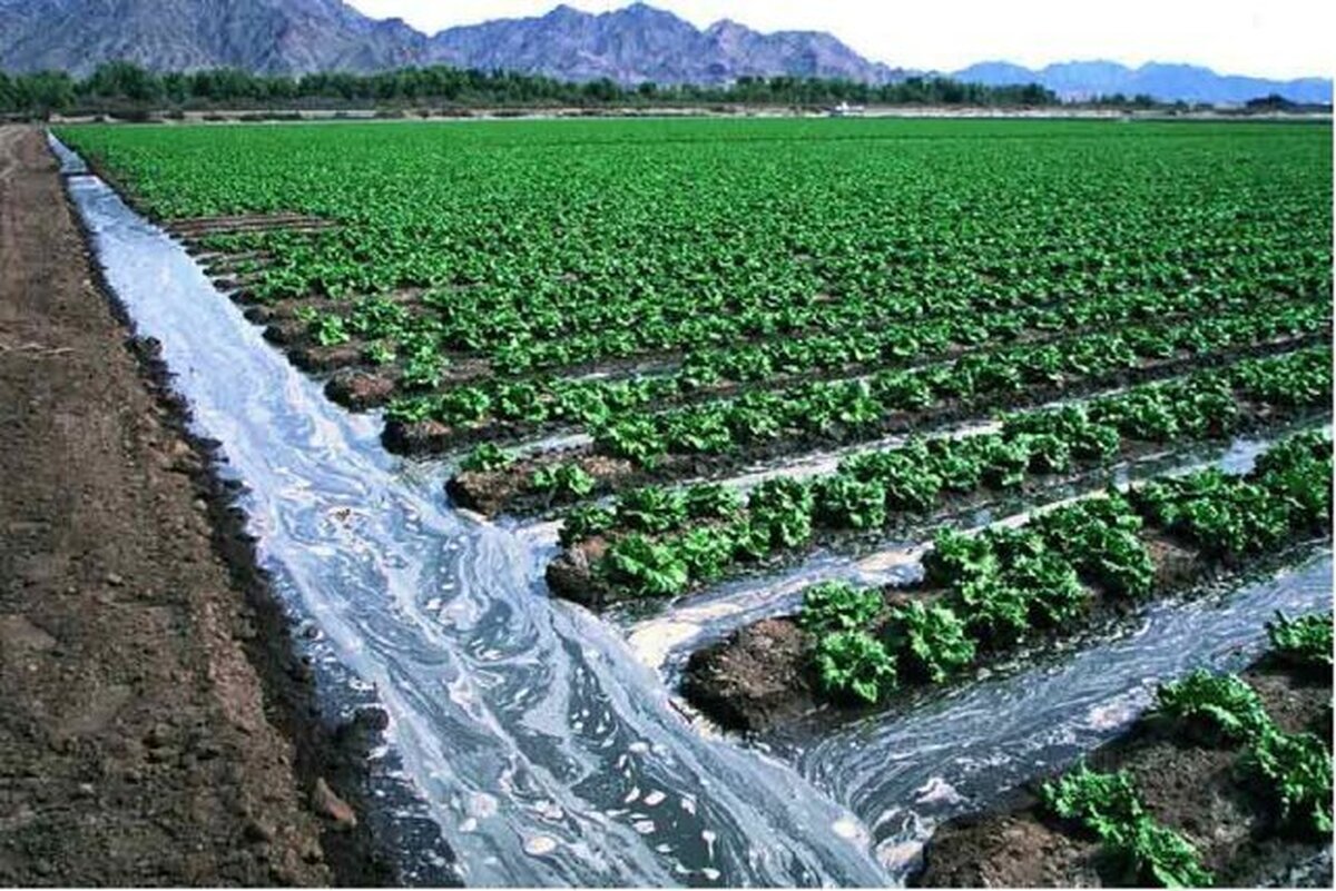 ضرورت بازنگری در سیاست‌های کشت فراسرزمینی در دوران پساجنگ