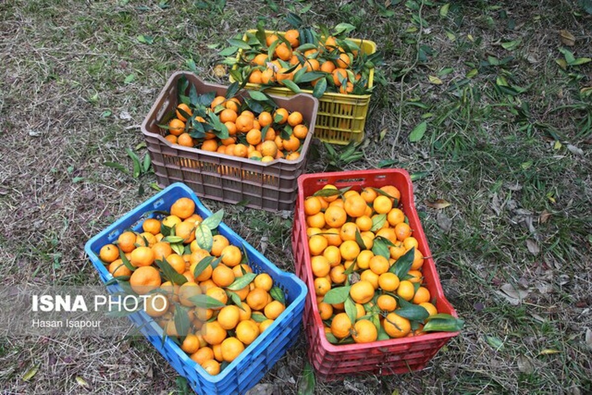 مرکبات سلاحی برای مبارزه با افسردگی