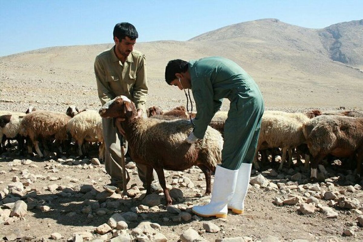 آمار تب مالت در کشور و هشدار پوشش ناکافی واکسیناسیون در دام‌ها
