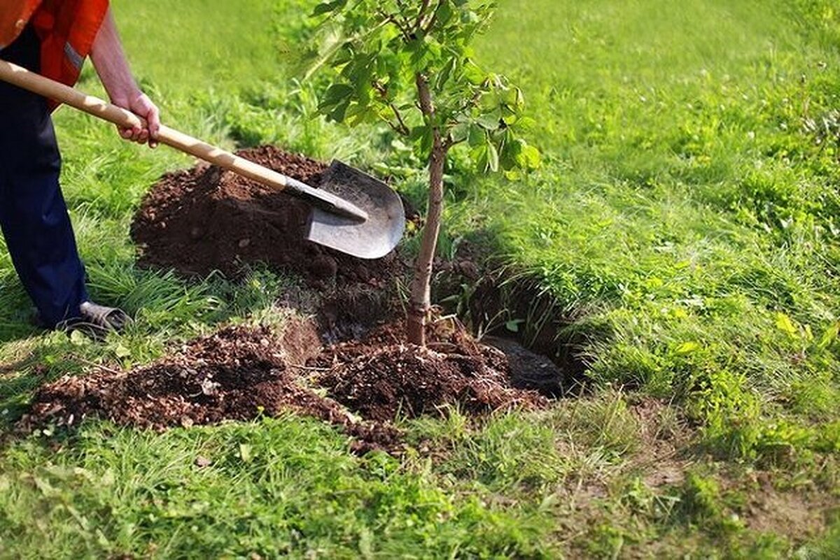 چرا طرح کاشت یک میلیارد درخت اجرا می‌شود؟