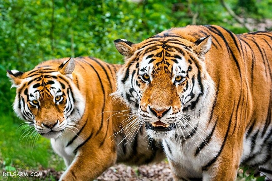 مستند حیات وحشی‌ها