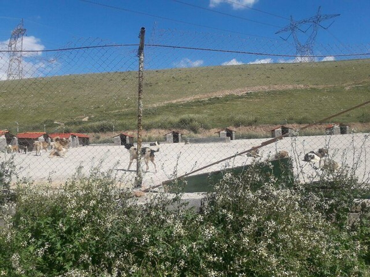 قدیمی بودن برخی مناطق پایتخت از دلایل افزایش موش‌ها