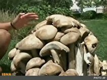 اتفاق عجیب/ قارچ‌ها ۳ برابر رشد کردند
