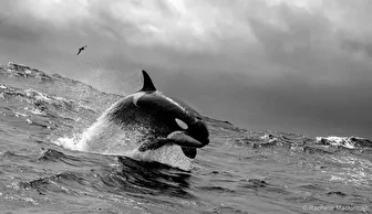 مسابقه عکاس طبیعت سال ۲۰۲۵ استرالیا