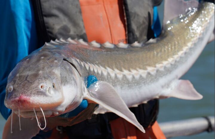 تغییر جنسیت به دنیای ماهی‌ها رخنه کرد