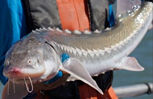 تغییر جنسیت به دنیای ماهی‌ها رخنه کرد