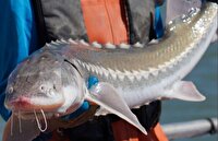 تغییر جنسیت به دنیای ماهی‌ها رخنه کرد