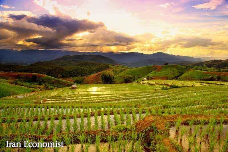 ایمان بیاوریمبه آغاز فصل برنج ایمان بیاوریمبه آغاز فصل برنج