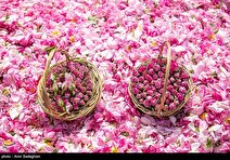 گل محمدی ایران به نام دیگری ثبت جهانی شد