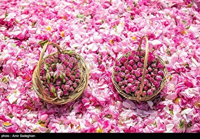 گل محمدی ایران به نام دیگری ثبت جهانی شد