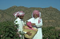 ماجرای خبر «ثبت گل محمدی به‌نام عربستان»