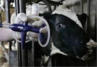 شیوع تب برفکی و گرانی گوشت کنترل شد