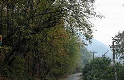 عکس/ طبیعت رامسر