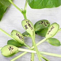 ریشه لوبیای سحرآمیز کشف شد