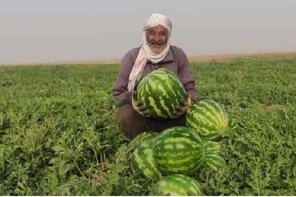 از بیآبی هندوانههای یلدا سر برآوردند از بیآبی هندوانههای یلدا سر برآوردند