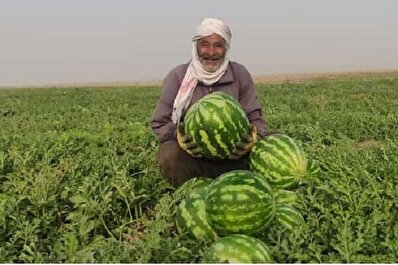 از بی‌آبی هندوانه‌های یلدا سر برآوردند