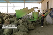 خالی فروشی وزارت نفت و بانک مرکزی/ اثر اختلالات ارزی بیشتر از تحریم‌هاست