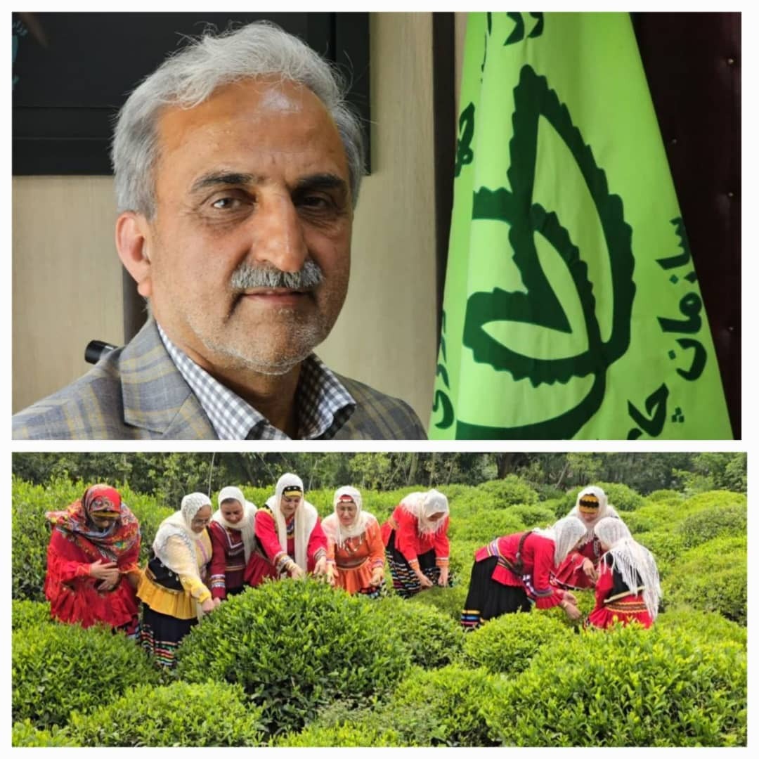 رشد چشمگیر صادرات چای ایران؛ بازار داخلی و خارجی تقویت شد رشد چشمگیر صادرات چای ایران؛ بازار داخلی و خارجی تقویت شد