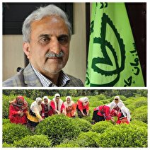 رشد چشمگیر صادرات چای ایران؛ بازار داخلی و خارجی تقویت شد