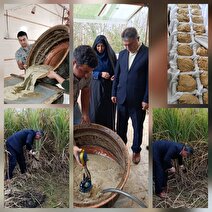 آغاز برداشت نیشکر در صومعه‌سرا؛ قطب تولید شکر سیاه گیلان