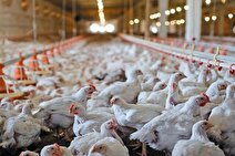 مرغ تا بهمن ماه همسنگ طلا می‌شود؟