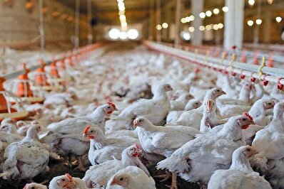 مرغ تا بهمن ماه همسنگ طلا می‌شود؟