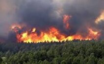 آتش‌سوزی‌هایی که احیای جنگل‌ها را برای سال‌ها به تعویق می‌اندازد