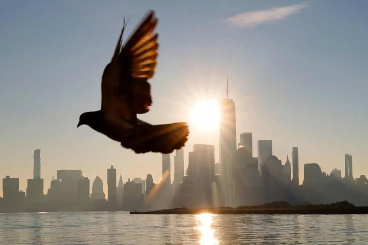 بعد از ۱۴۳ سال قطب‌نما مرموز پرندگان کشف شد