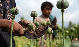 وقتی به جای برنج خشخاش می‌کارند