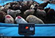 دام زنده برای  عید قربان از کجا بخریم