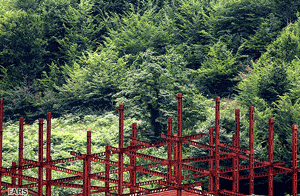 jangal0