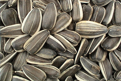 tokhmeh aftabgardan