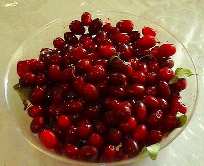 zoghal akhteh