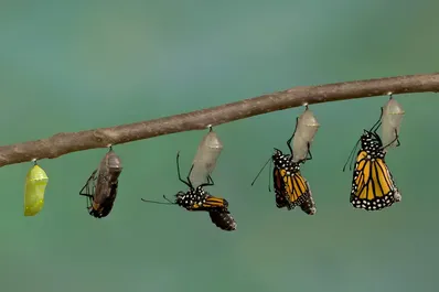 لحظه‌ای در همهمه اقتصادی دنیا به تکامل بی‌اندیشید