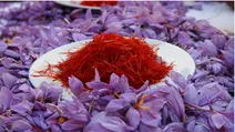 پیشتاز تولید و صادرات زعفران در دنیا کیست