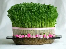 سبز کردن سریع و متفاوت سبزه ی سال نو