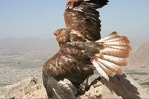 رهاسازی 3 عقاب طلایی در طبیعت