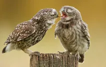 عجیب و دیدنی از دنیای حیوانات