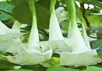 گیاهان عجیب و غریب