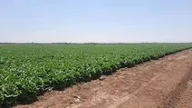 رانت پنهانی که به جیب دلالان زمین می‌رود