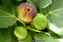 4 میوه برای تقویت هوش و حافظه