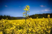 دانه های روغنی بدون کشت