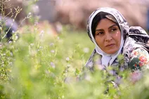 پیشنهاد چند شرکت خارجی برای پخش جهانی «شیار143»