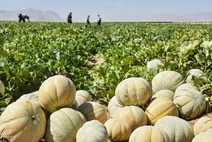 شهر طالبی در ایران