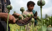 کاشت خشخاش مجوز گرفت؟